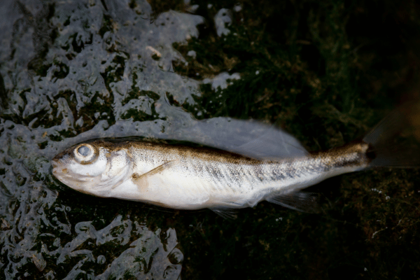 Không nên tiêu thụ thực phẩm có nguy cơ nhiễm hóa chất